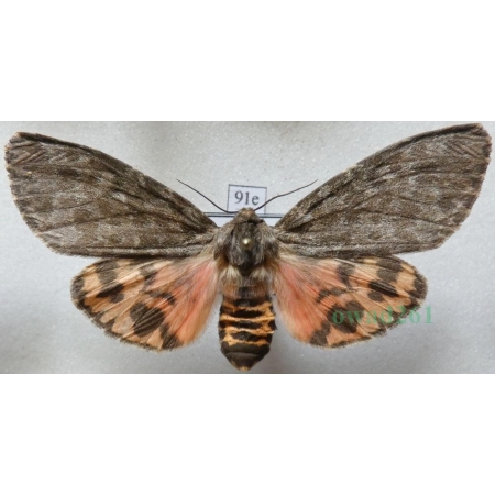Olepa schleini Witt et al., 2005 female Isreal91e RARE!!!